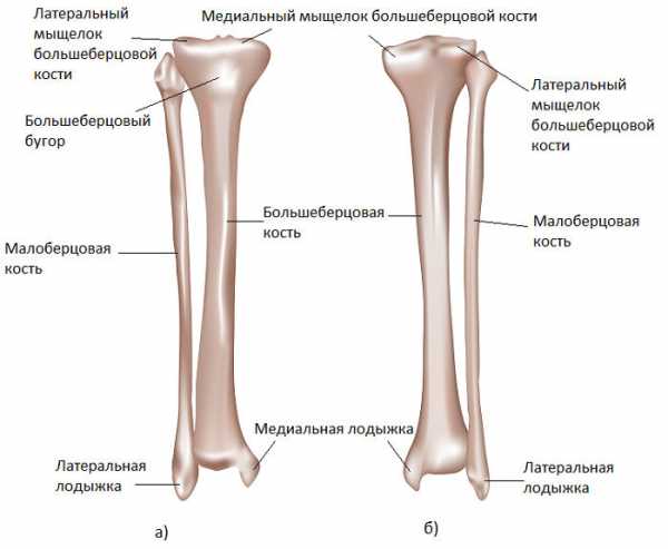 Кости Ноги Человека Фото С Описанием